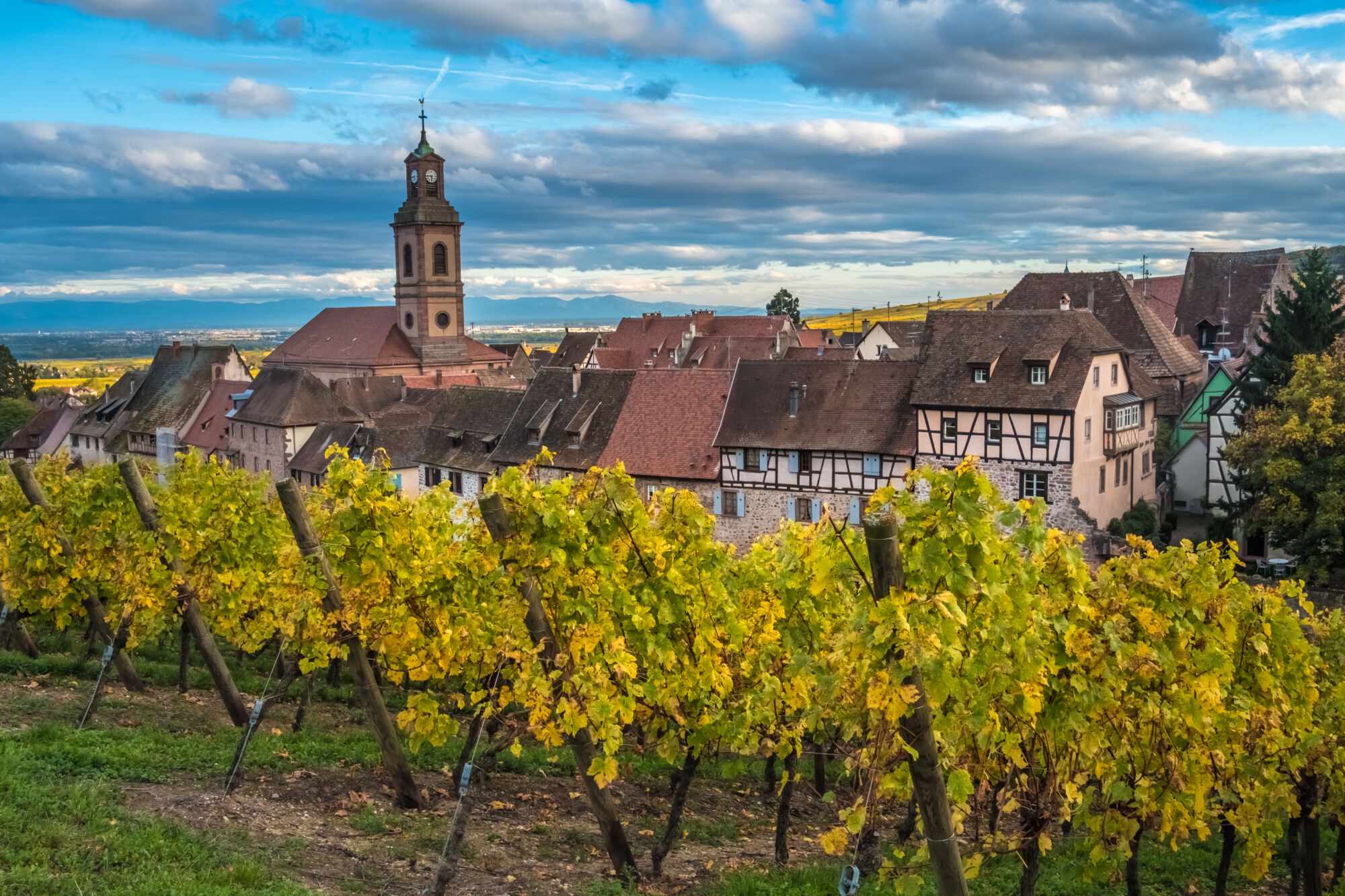 Vignoble devant un village avec maisons &agrave; colombages et clocher d'&eacute;glise.