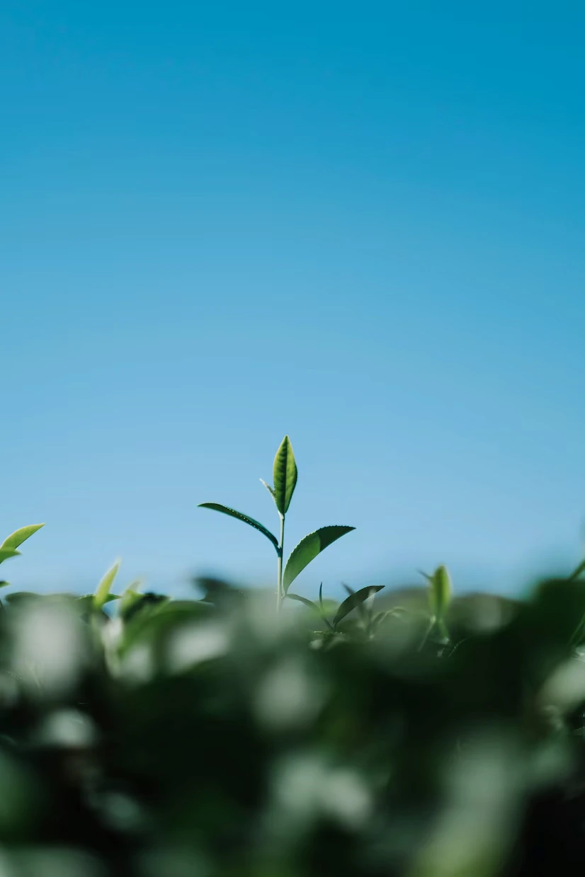 TEA LEAF FIELD_1150 11136 | Cekome Jeune pousse de plante verte émergeant au-dessus des feuilles, sur fond de ciel bleu clair.