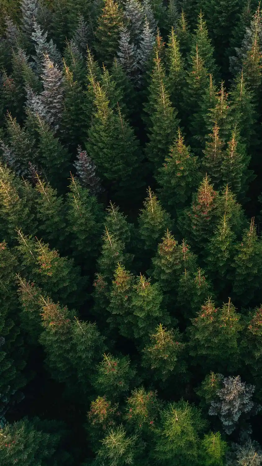 ADOBESTOCK_627218106 | Cekome Vue aérienne d'une forêt dense de conifères, illustrant la richesse de la biodiversité et l'importance de la préservation de l'environnement.