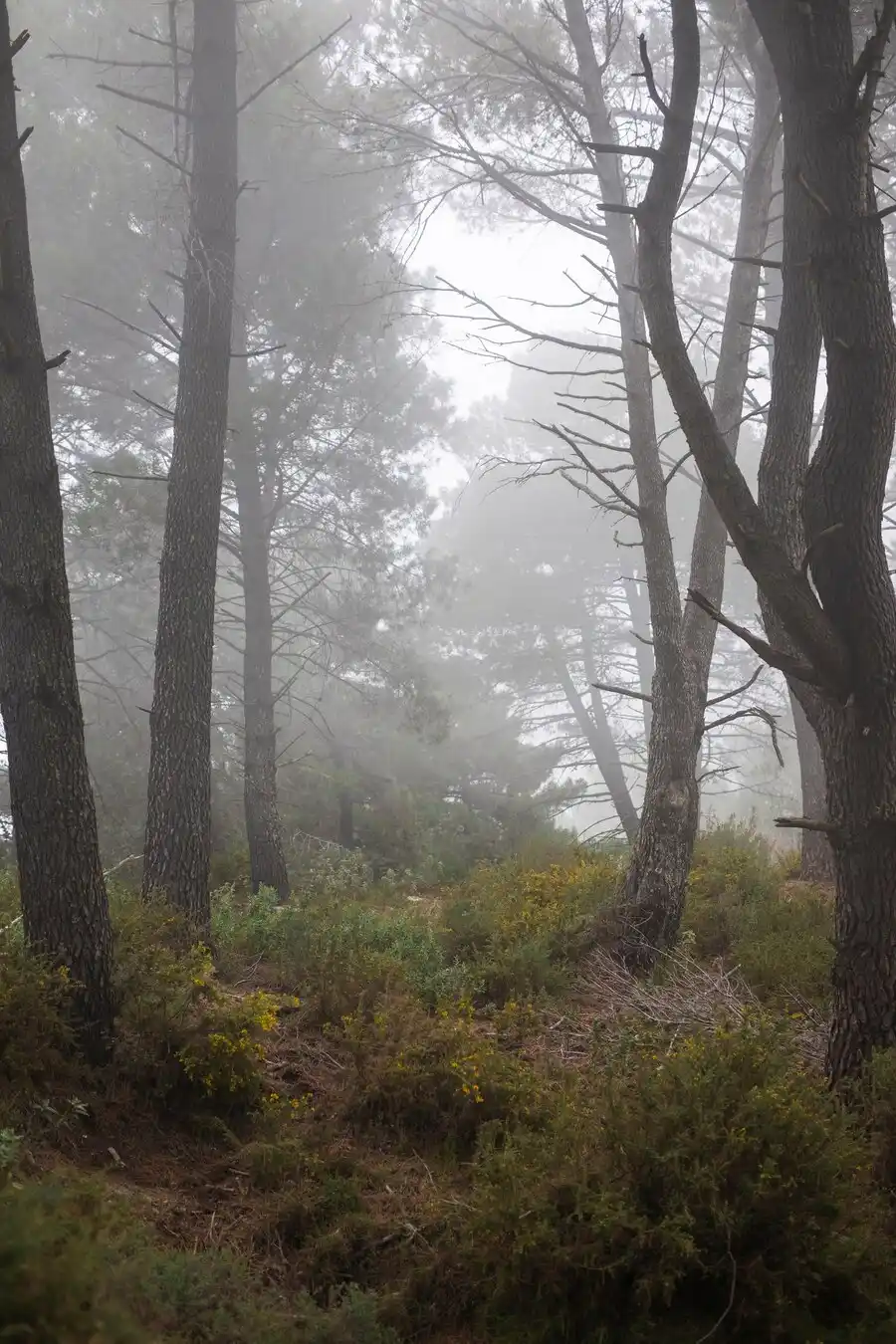 FORET | Cekome Forêt brumeuse avec des arbres élancés et une végétation dense, créant une ambiance mystérieuse et apaisante.